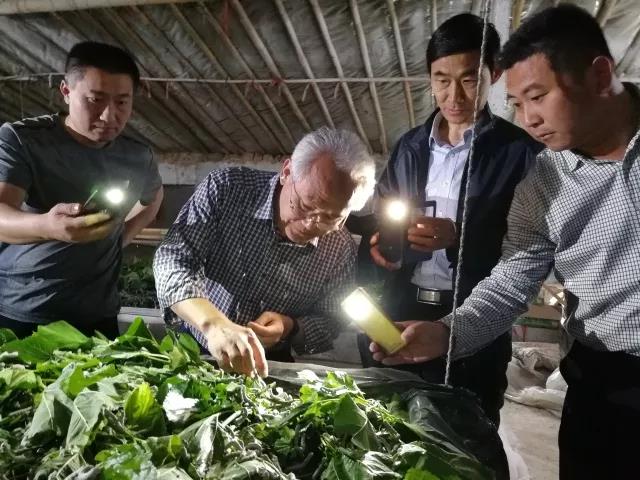 莒县:一个虫变成一条龙 莒县:一个虫变成一条龙