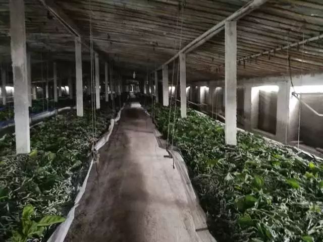 莒县:一个虫变成一条龙 莒县:一个虫变成一条龙