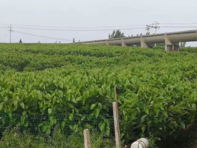 莒县:一个虫变成一条龙 莒县:一个虫变成一条龙