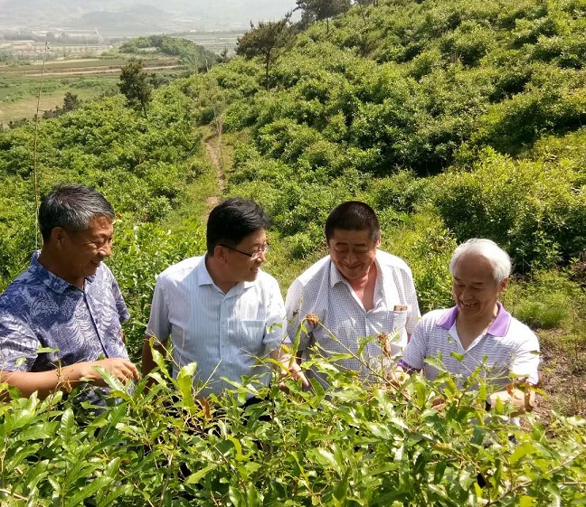 国家蚕桑产业技术体系首席科学家鲁成教授到山东调研指导工作 国家蚕桑产业技术体系首席科学家鲁成教授到山东调研指导工作