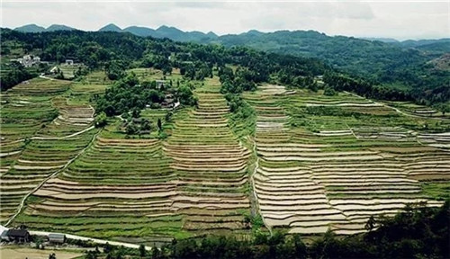 酉阳龙甲梯田:绘出醉美的大地曲线 酉阳龙甲梯田:绘出醉美的大地曲线