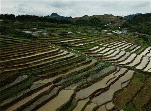 酉阳龙甲梯田:绘出醉美的大地曲线 酉阳龙甲梯田:绘出醉美的大地曲线