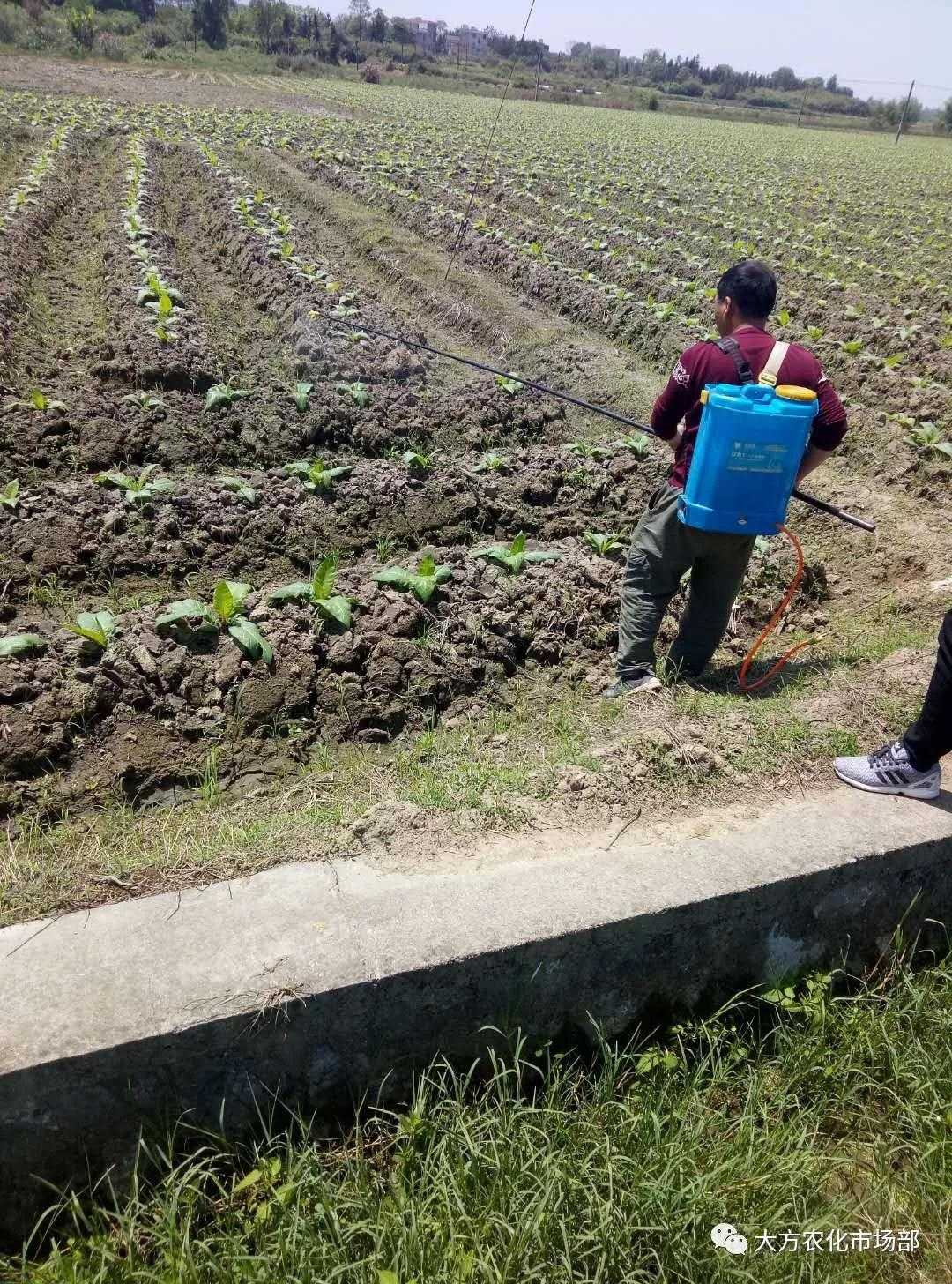 壮谷动力：烟草一季用3次，烤烟黄，含油多，品质好