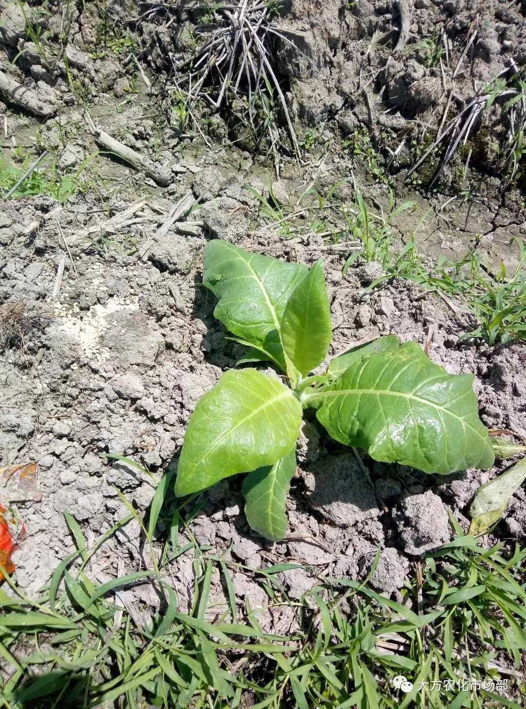 壮谷动力：烟草一季用3次，烤烟黄，含油多，品质好