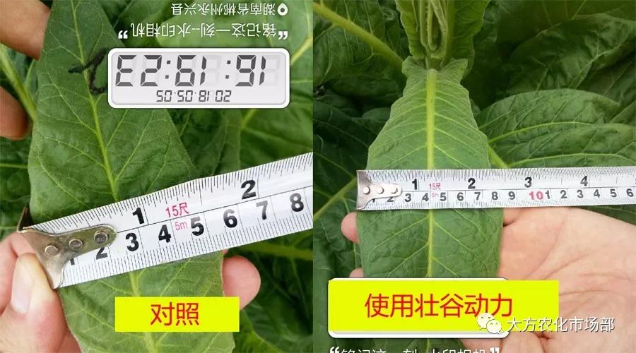 壮谷动力：烟草一季用3次，烤烟黄，含油多，品质好