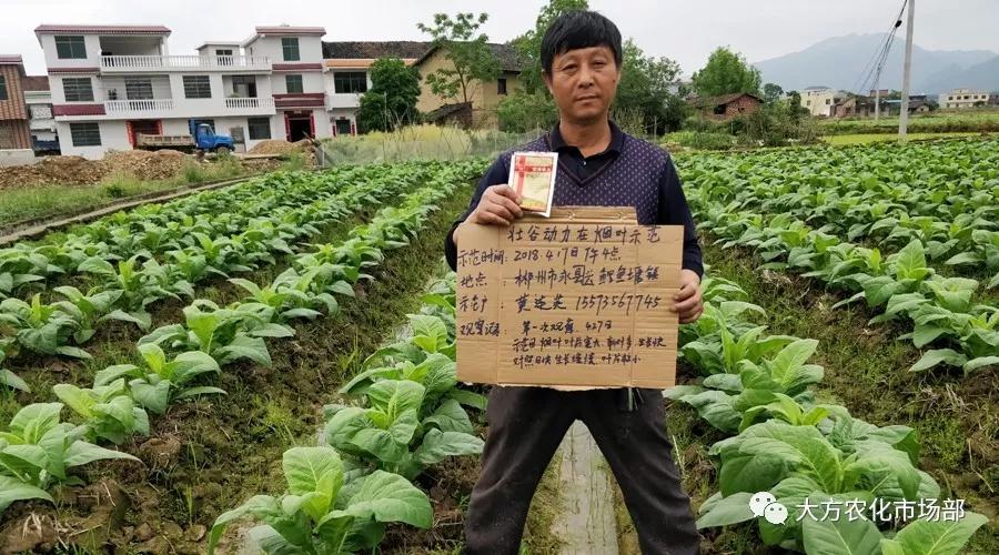 壮谷动力：烟草一季用3次，烤烟黄，含油多，品质好