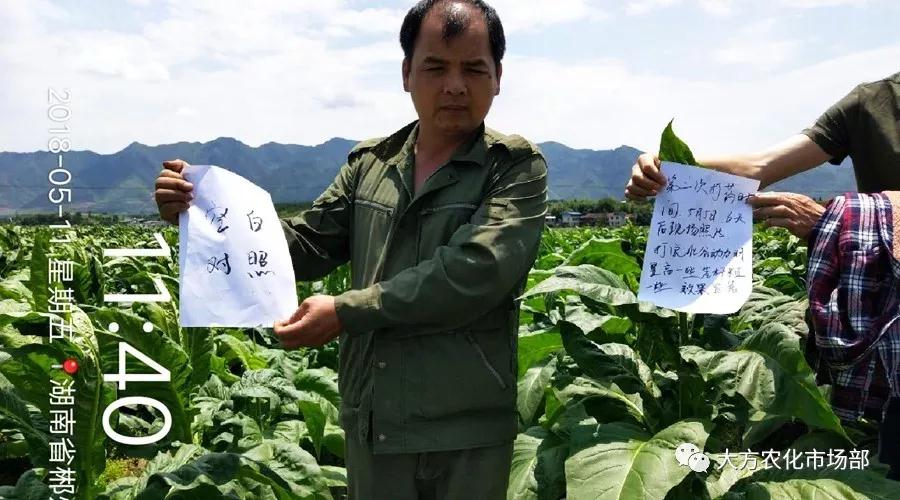 壮谷动力：烟草一季用3次，烤烟黄，含油多，品质好