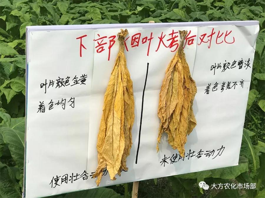 壮谷动力：烟草一季用3次，烤烟黄，含油多，品质好