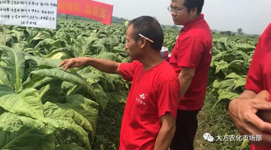 壮谷动力：烟草一季用3次，烤烟黄，含油多，品质好