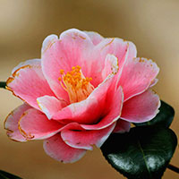 茶花