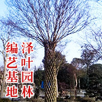 紫薇柱子