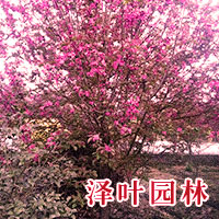 垂丝海棠