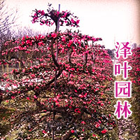 贴梗海棠