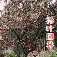 西府海棠
