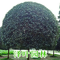 桂花