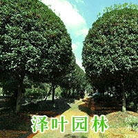 朱砂桂