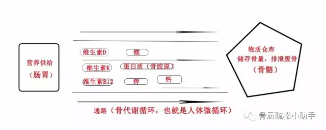 【科普】通俗的讲讲骨质疏松怎么来的,小孩都能看懂了 【科普】通俗的讲讲骨质疏松怎么来的,小孩都能看懂了