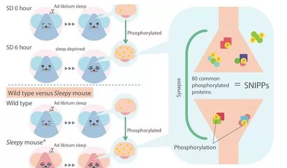 为何哺乳动物会犯困？脑蛋白磷酸化可能是关键