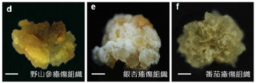 植物干细胞与愈伤组织的区别