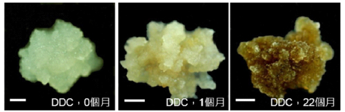 植物干细胞与愈伤组织的区别