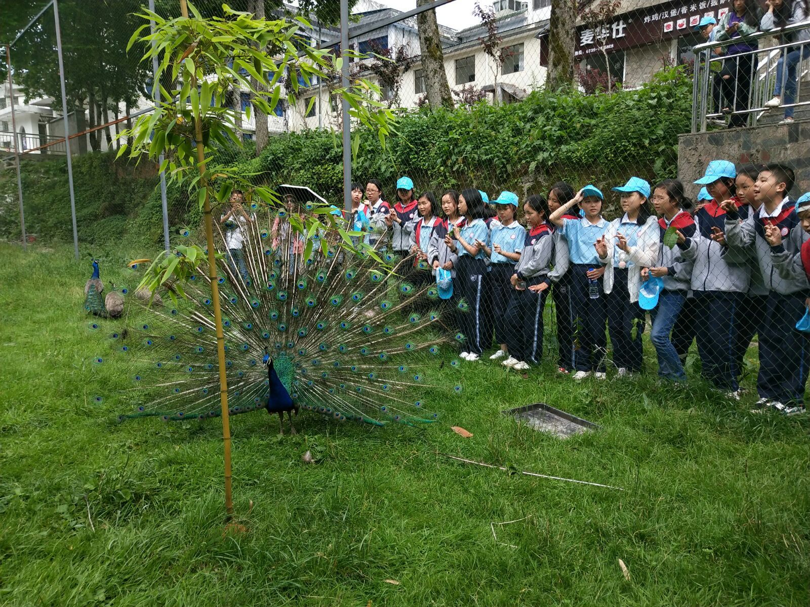 爱席文化·武冈展辉学校南山生态体验研学之旅完美收官