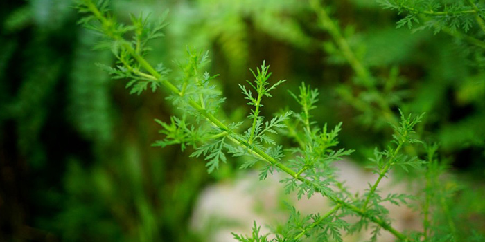 向植物智能挖宝