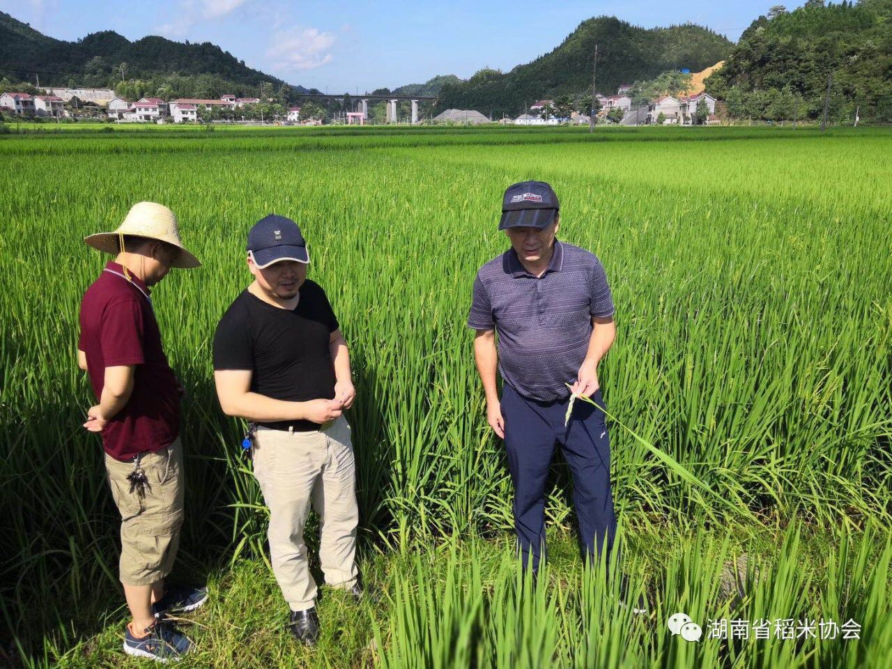 湖南省稻米协会到怀化市调研优质湘米品牌建设工作