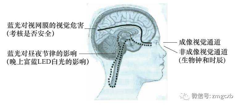 LED灯具蓝光 | 专家解读