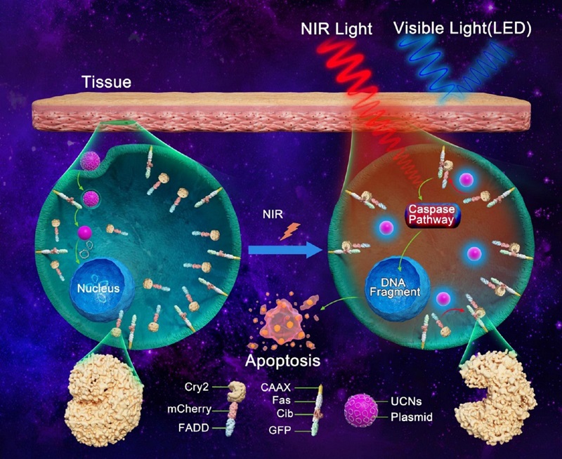 稀土纳米材料助力纳米光遗传技术微创治疗肿瘤