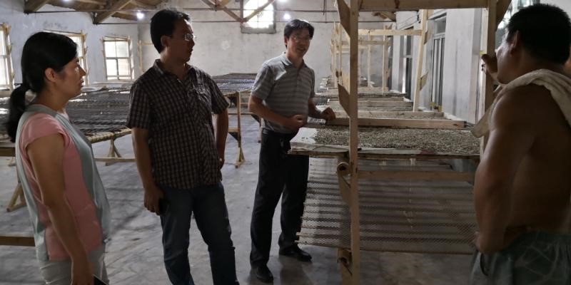 省蚕桑创新团队深入泰安进行救灾技术指导 省蚕桑创新团队深入泰安进行救灾技术指导
