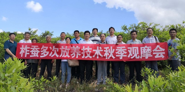 省蚕桑创新团队举办柞蚕多次放养技术秋季观摩会 省蚕桑创新团队举办柞蚕多次放养技术秋季观摩会
