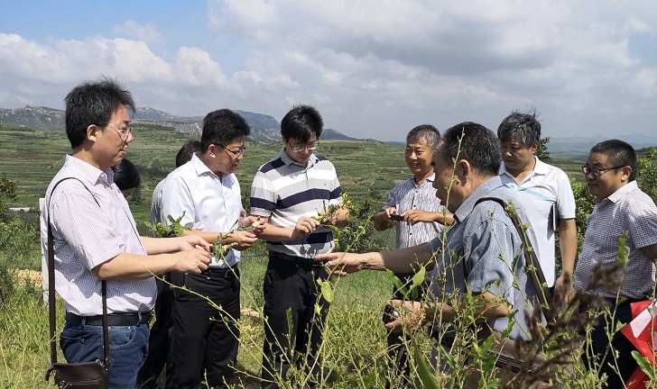 省蚕桑创新团队举办柞蚕多次放养技术秋季观摩会 省蚕桑创新团队举办柞蚕多次放养技术秋季观摩会