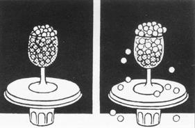 探究种子吸水