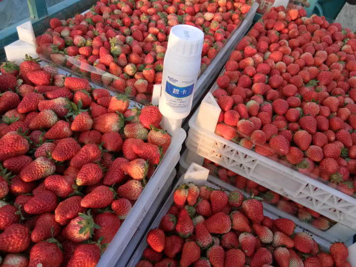 草莓如何才能达到增产增收？