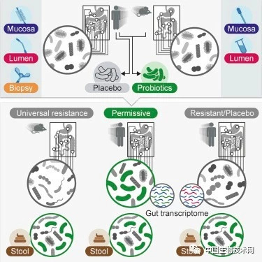 人体肠道最新研究：益生菌不该被‘一刀切’地对待！