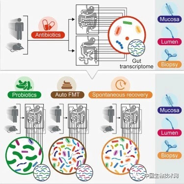 人体肠道最新研究：益生菌不该被‘一刀切’地对待！