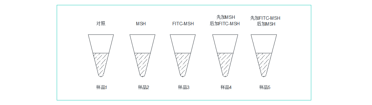 肽类药物筛选 肽类药物筛选