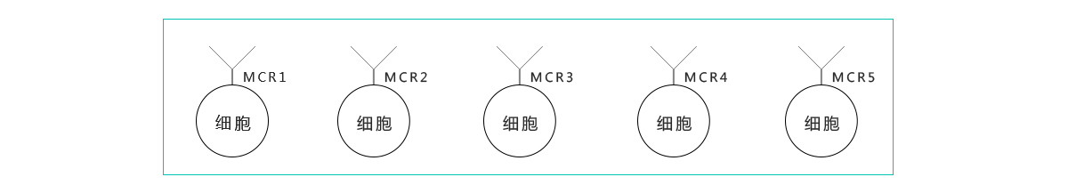 肽类药物筛选 肽类药物筛选