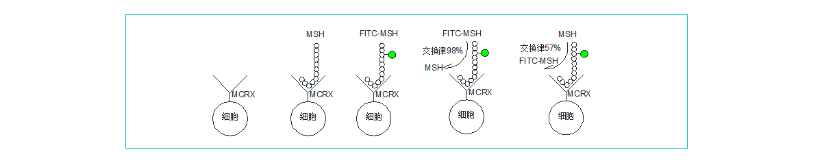 肽类药物筛选 肽类药物筛选