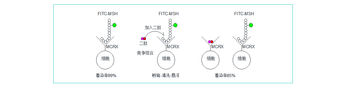 肽类药物筛选 肽类药物筛选
