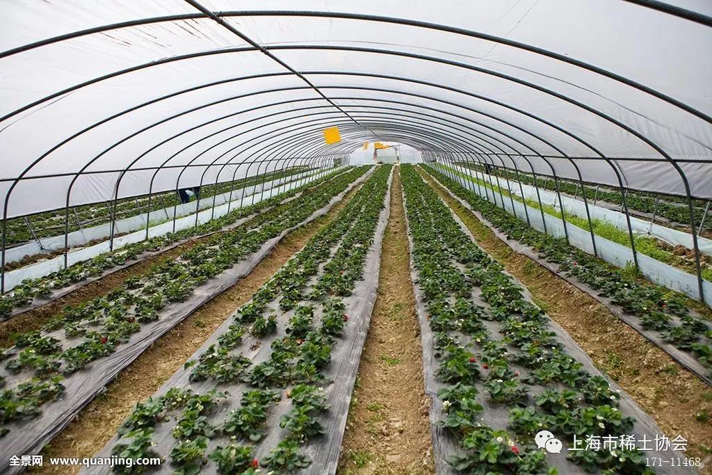 大棚里挂上“稀土灯”植物长得快且好