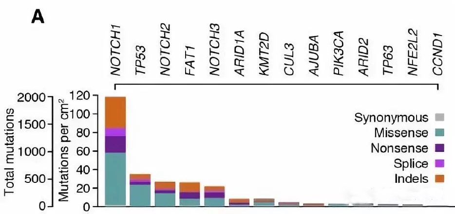 Science：健康组织中的基因突变更加常见！