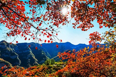 金秋賞葉 除了香山這十個(gè)地方也不賴