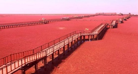 紅海灘?有生之年不得不去的地方