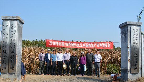2018年丹皮/白芍间作玉米高效生产技术 验收会在济宁举行