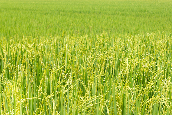 水稻种植对全球变暖影响或被低估
