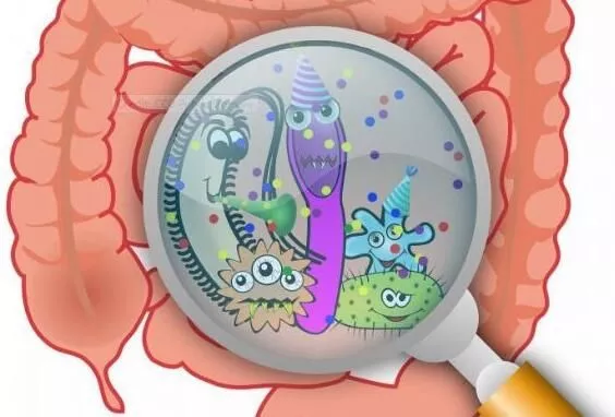 膳食纤维对机体健康真的有益吗？
