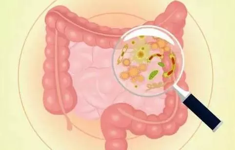 膳食纤维对机体健康真的有益吗？