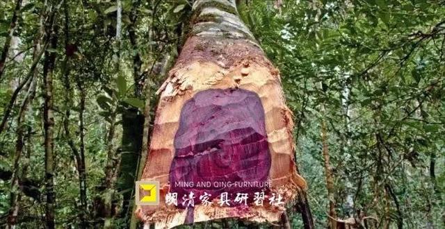 海岩:紫檀不如黄花梨?这是偏见 海岩:紫檀不如黄花梨?这是偏见