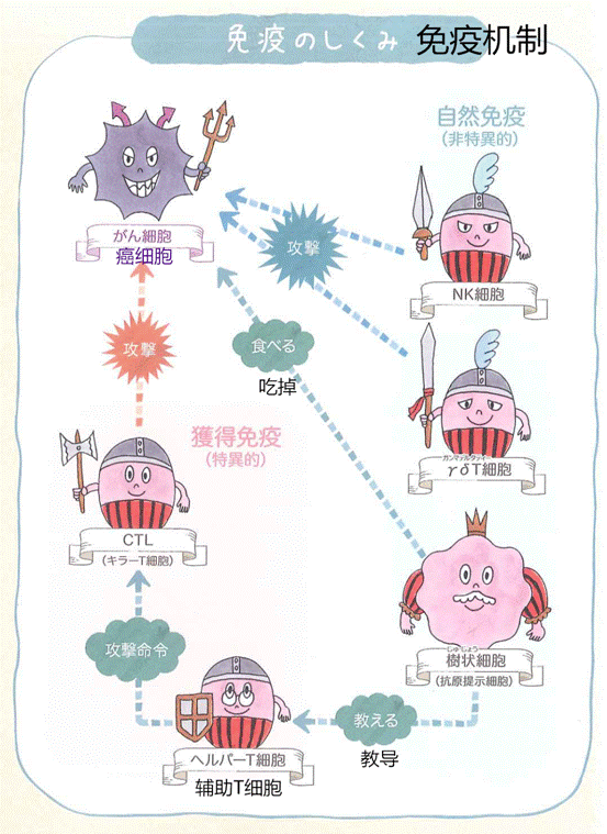 日本再添一座诺贝尔奖，“癌症免疫细胞疗法” 到底是什么？